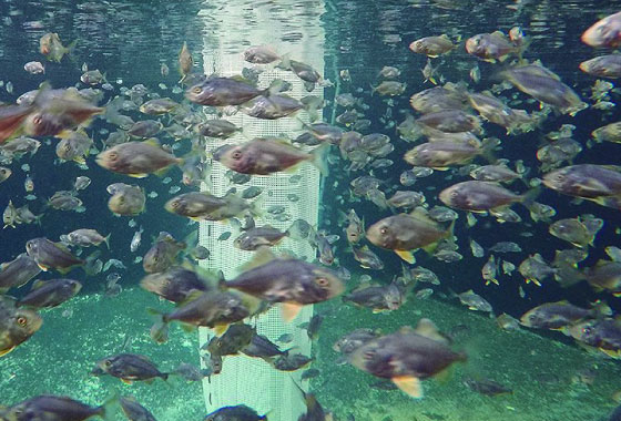 Biotecnología agroalimentaria, acuícola y pecuaria