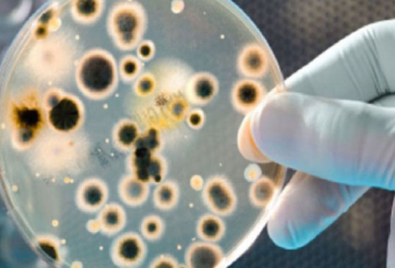 Biotecnología Ambiental y Manejo Sustentable de Recursos​